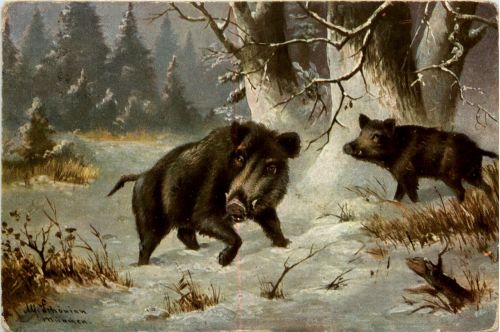 Wildschwein - Künstlerkarte Schönian