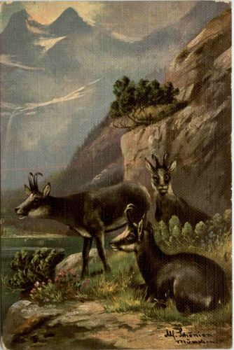 Gemsen - Künstlerkarte Schönian