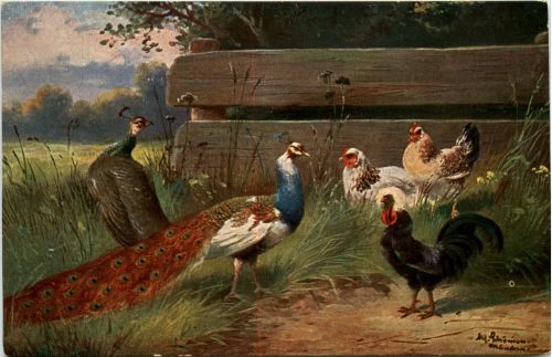 Huhn - Pfau - Künstlerkarte Schönian