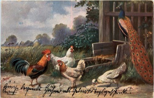 Huhn - Pfau - Künstlerkarte Schönian