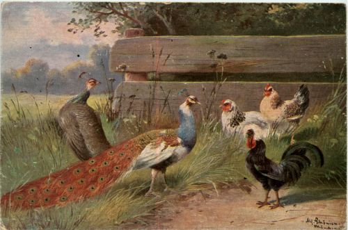 Huhn - Pfau - Künstlerkarte Schönian