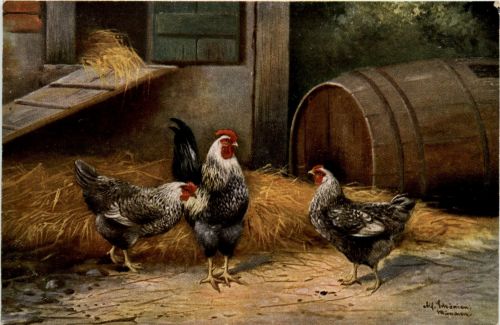 Chicken