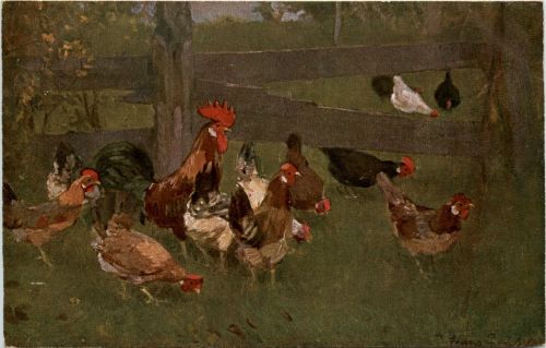 Chicken
