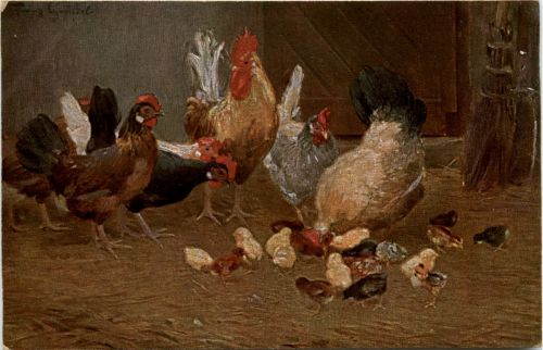 Chicken