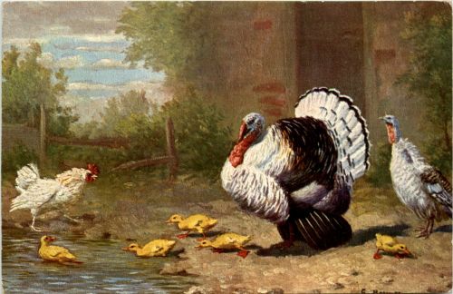 Chicken