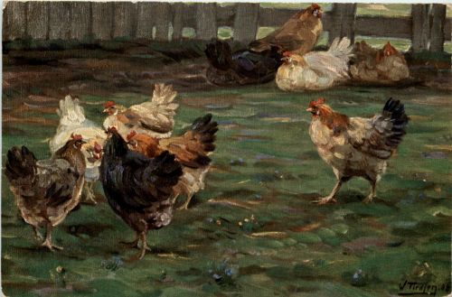 Chicken
