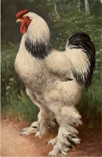 Chicken