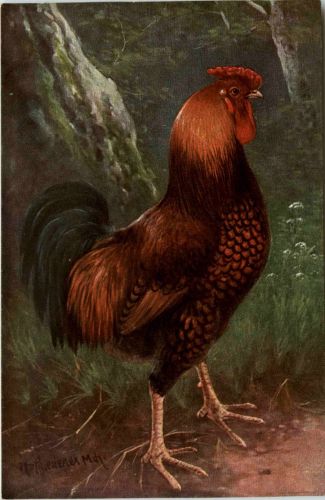 Chicken