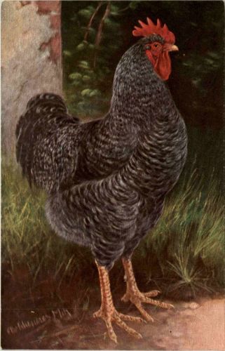 Chicken
