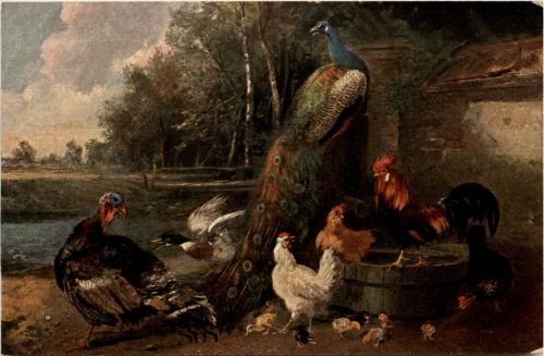 Chicken