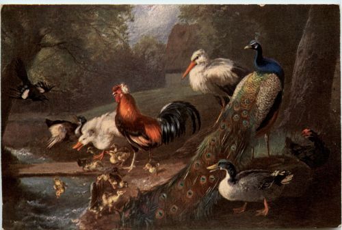 Pfau Hühner Storch