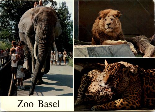 Zoo Basel - Elefant