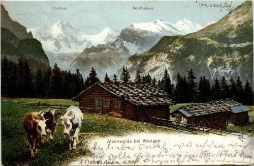 Alpeneide bei Wengen