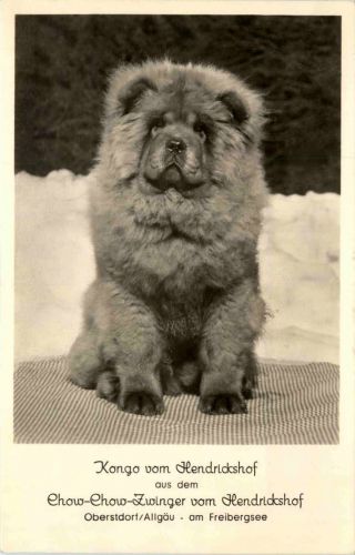 Kongo vom Hendrickshof - Chow-Chow - Oberstdorf