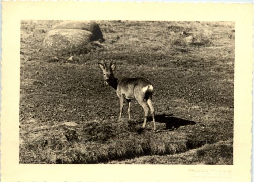 Reh - Schreiberhau