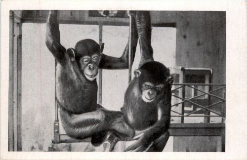 Affen - Gruss aus dem Aeros Zoo - Jacky und rita