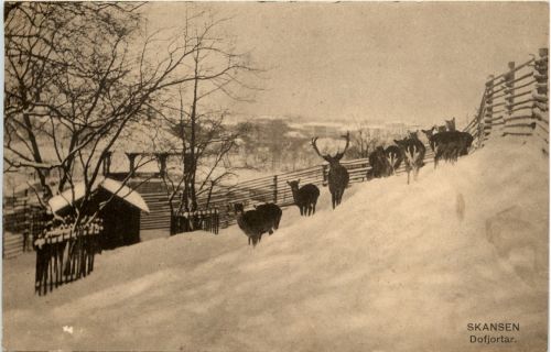 Skansen - Dofjortar