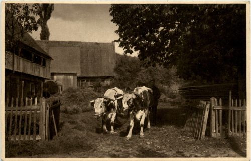Straussnitz