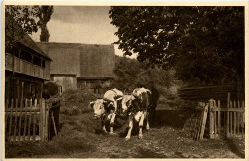 Straussnitz
