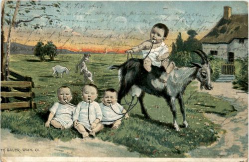 Kinder Ziege Goat