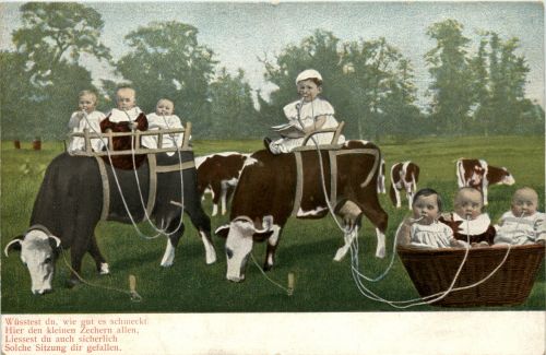 Kinder Kühe cow