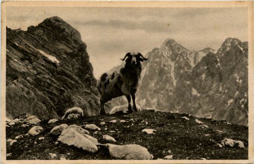 Widder am Zugspitzplatt