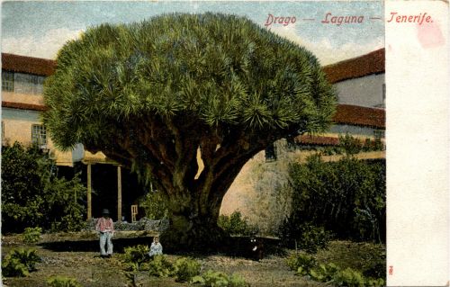 Tenerife Drago Laguna