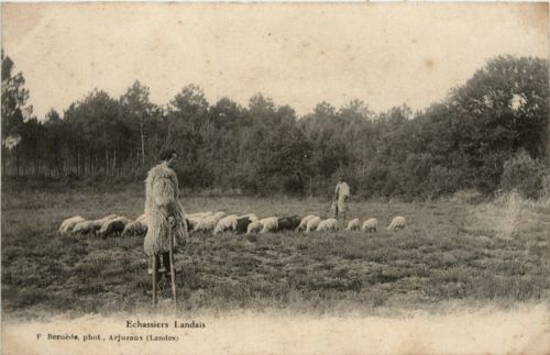 Echassiers Landais