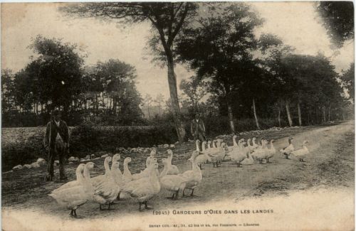Gardeurs d Oies dans les Landes