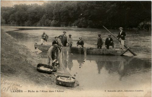 Landes - Peche de l Alose dans l Adour