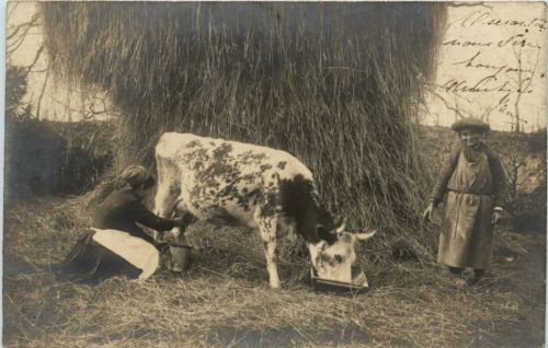 Cow