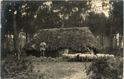 Schafe Landes