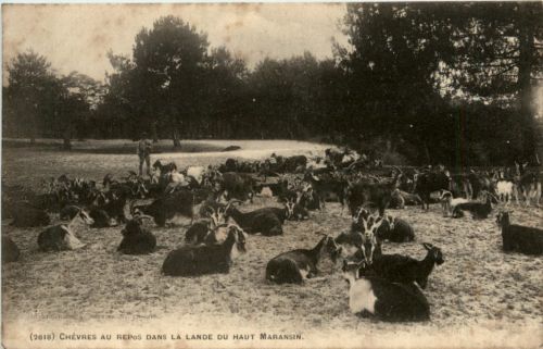Chevres au Repos dans La Lande - Ziegen - goat