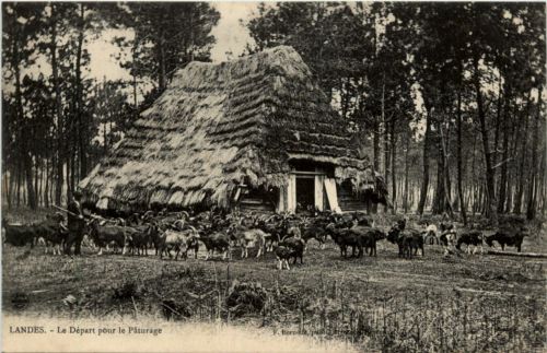 Landes - Le Depart pour le Paturage