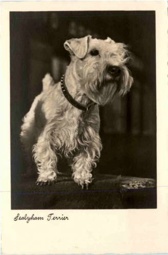 Sealyham Terrier