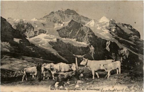 Kleine Scheidegg - Kühe