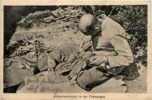 Wildschweinzucht in der Champagne - Feldpost