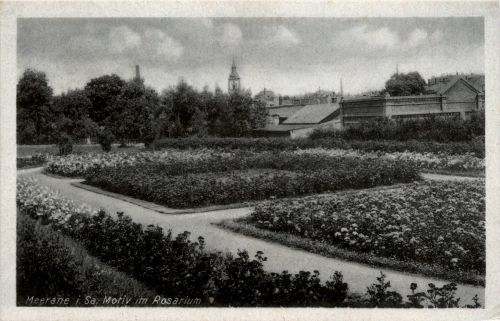 Meerane - Motiv im Rosarium