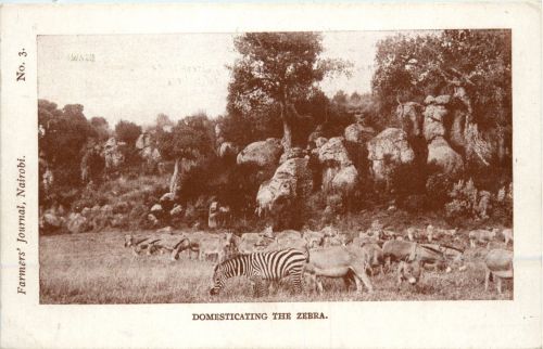 Farmers Journal Nairobi - Zebra