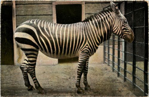 Zebra