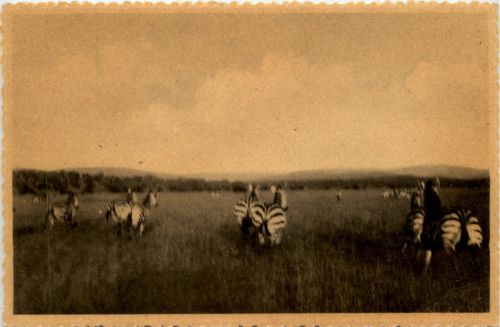Ruanda Zebra