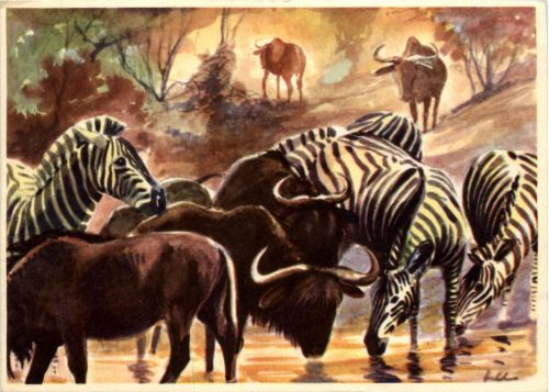 Zebra und gnus