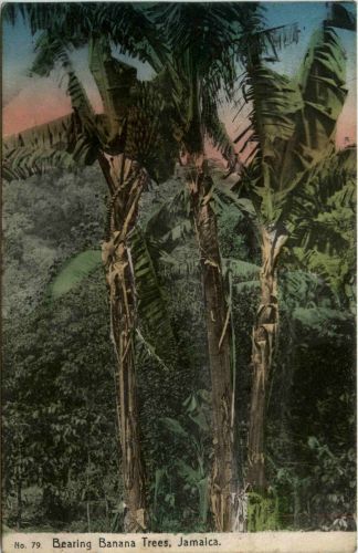 Jamaica - Bearing Banana Trees