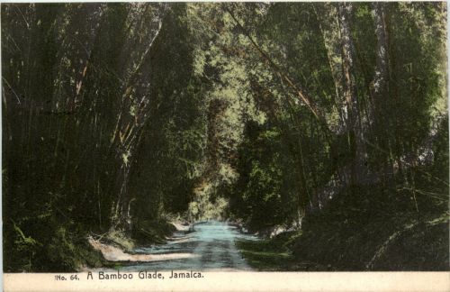 Jamaica - A Bamboo Glade