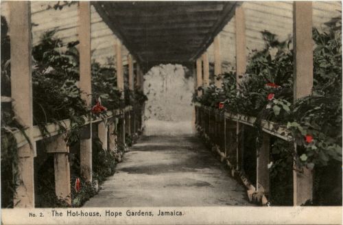 Jamaica - The Hot house Hope Gardens