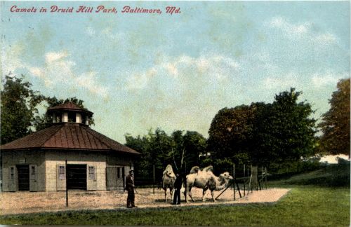 Baltimore - Camels in Druid Hill Park
