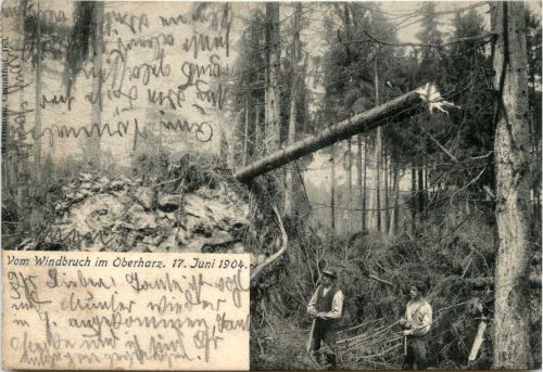 Windbruch im Oberharz 1904