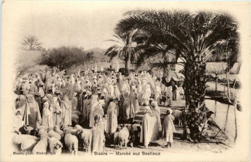 Biskra - Marche aux Bestiaux