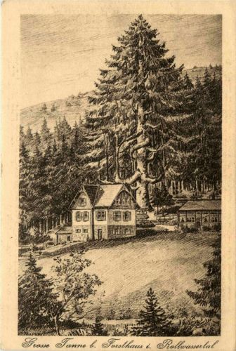 Grosse Tanne bei Forsthaus im Rollwassertal