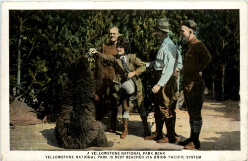 Yellowstone National Park Bear